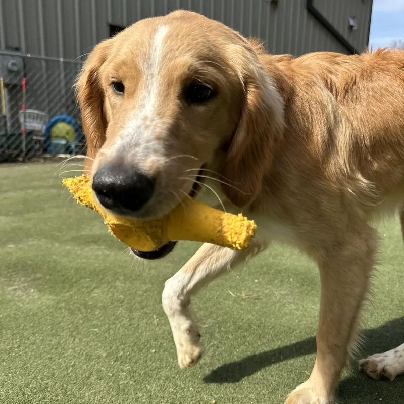 O’malley thumbnail 4