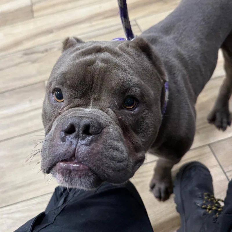 An adult medium-sized male Gray / Blue / Silver Pit Bull Terrier dog named AHNJStray for adoption in Newark, NJ