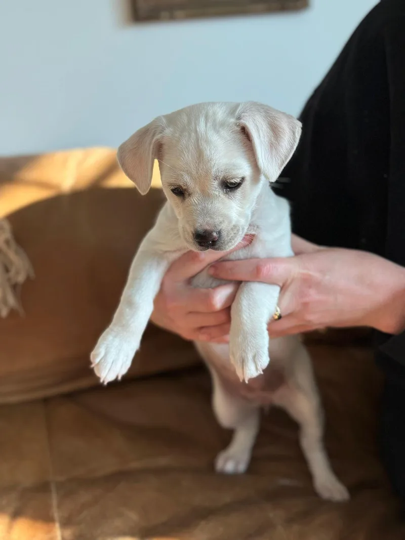 Tater Tot thumbnail 2