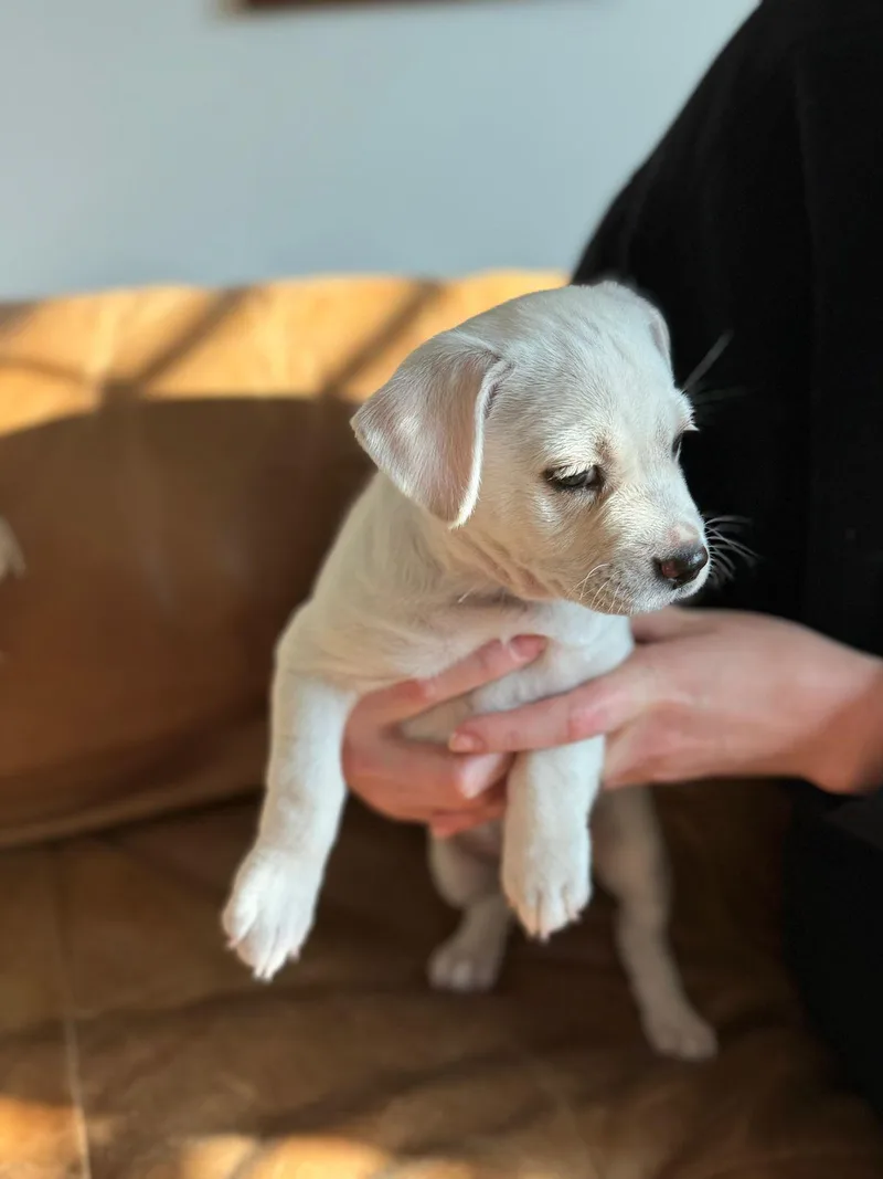 Tater Tot thumbnail 3