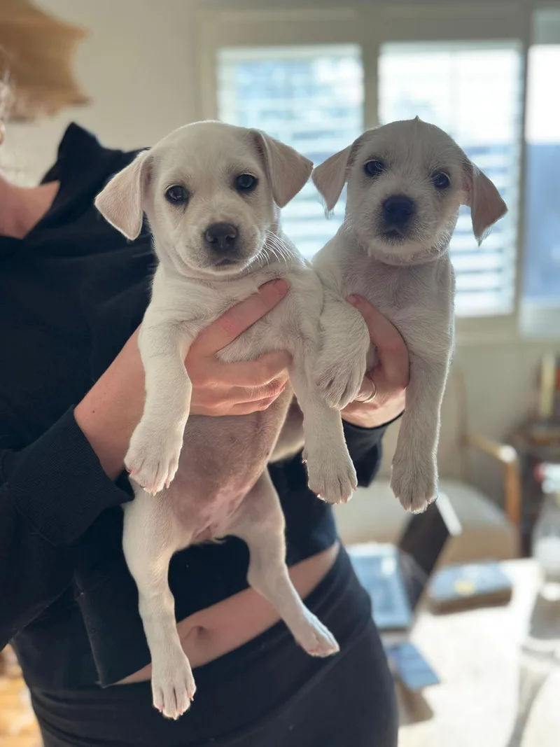 Tater Tot thumbnail 4