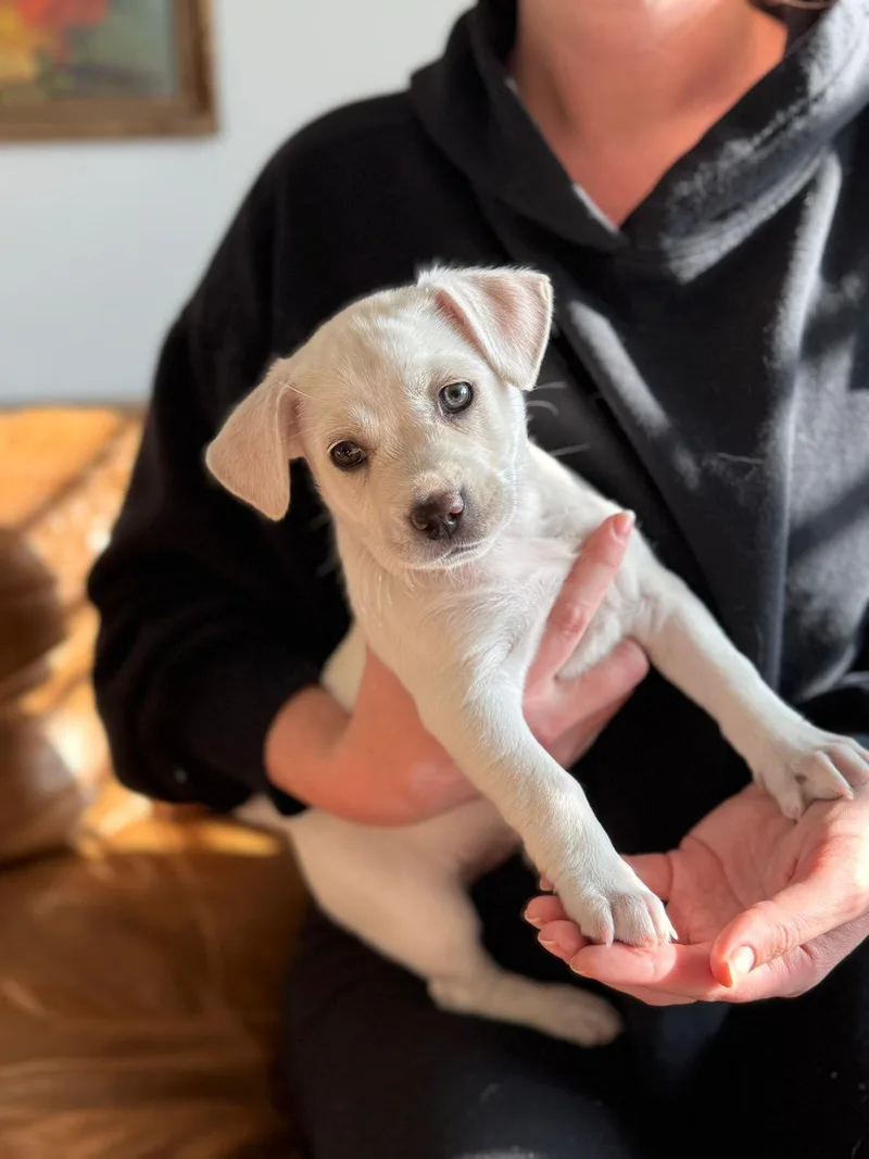 Tater Tot thumbnail 5