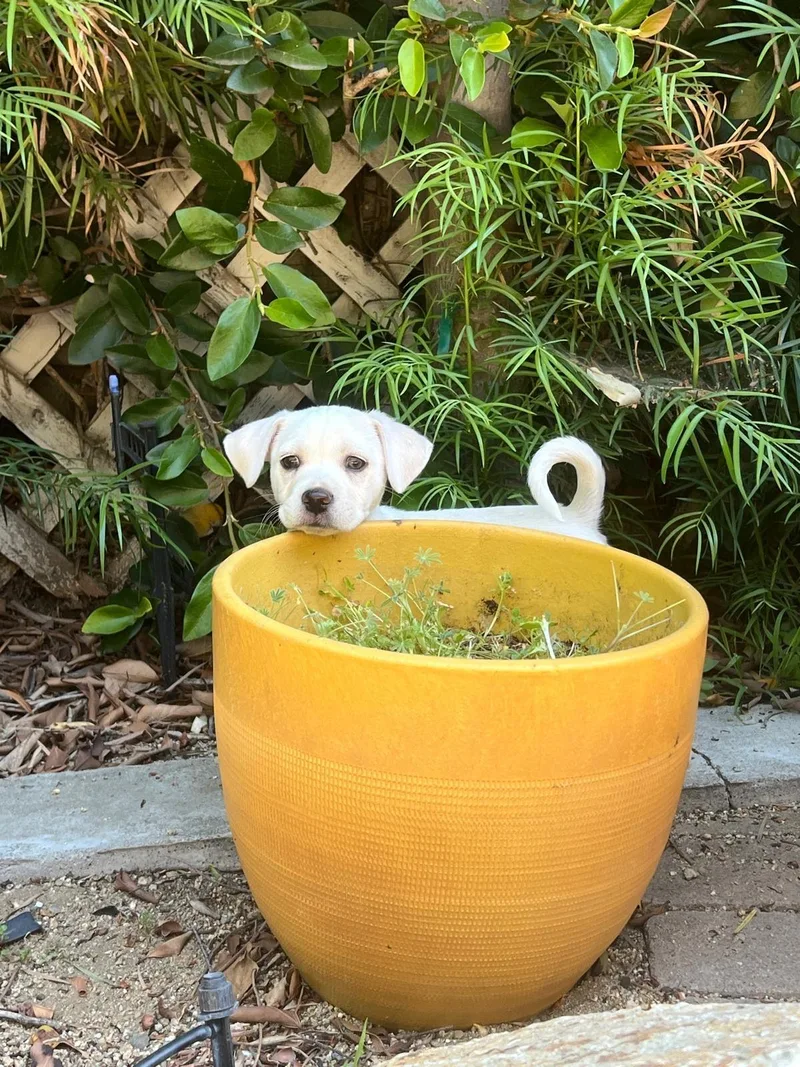 Tater Tot thumbnail 6