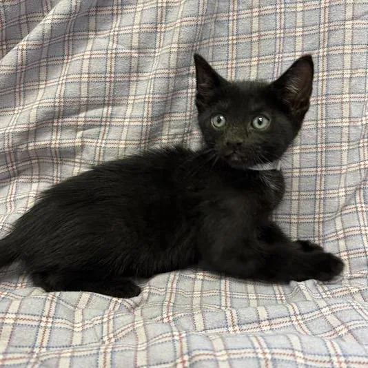 A baby small-sized male Black Domestic Short Hair cat named Redwood for adoption in Long Beach, CA