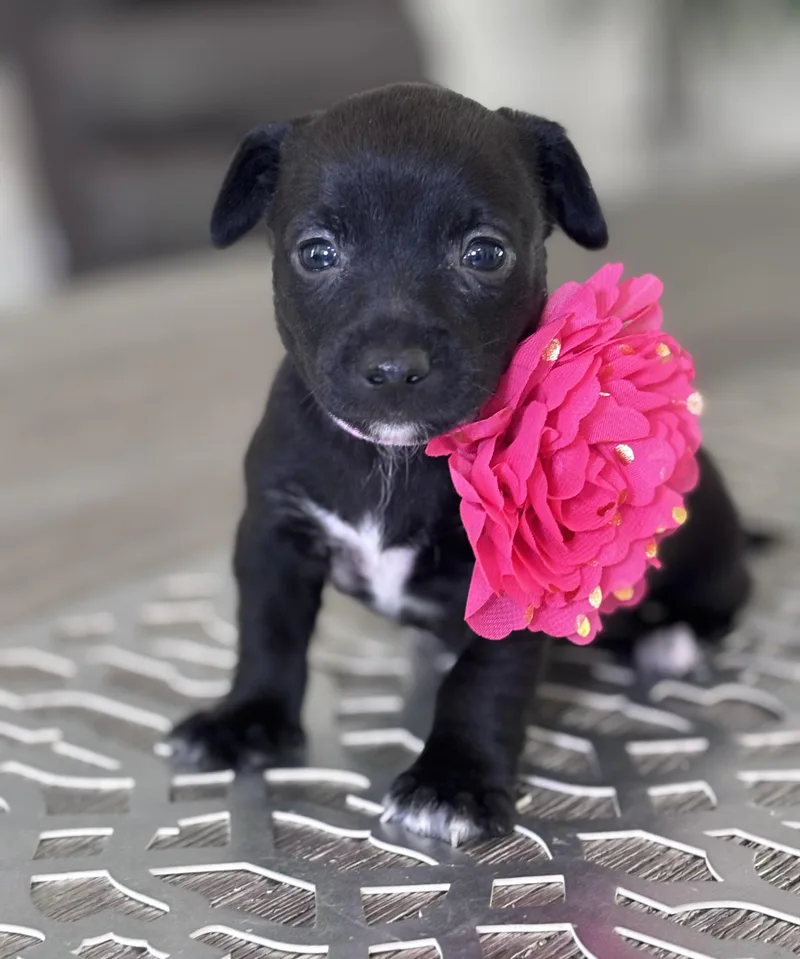 A baby small-sized female Black Chihuahua dog named Natalie for adoption in Hollywood, FL