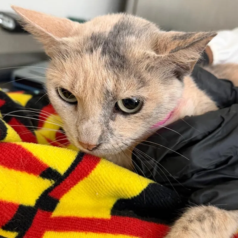 A young medium-sized female Orange / Red Domestic Short Hair cat named Ohana for adoption in Lakeland, FL
