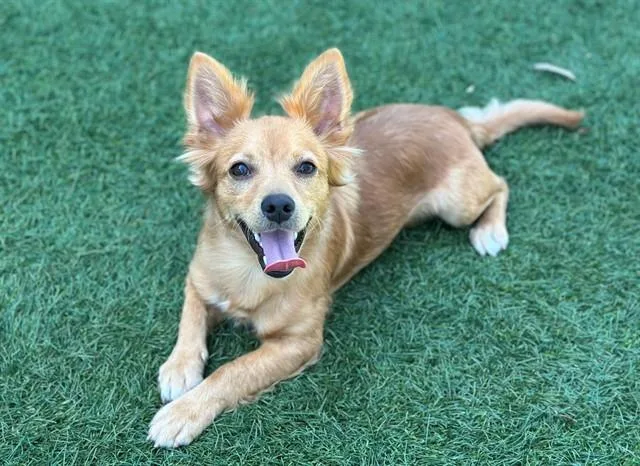 An adult small-sized male Chihuahua dog named Max for adoption in Santa Clara, CA