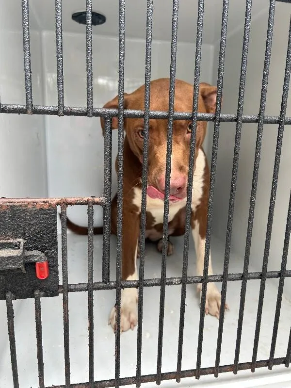 An adult medium-sized female Brown / Chocolate Mixed Breed dog named Butter for adoption in Mobile, AL