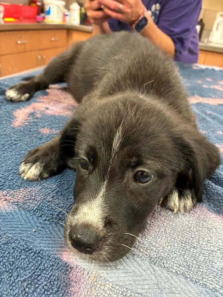 A baby large-sized female Mixed Breed dog named Kiara for adoption in Bossier City, LA