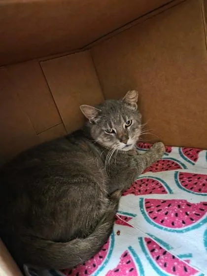 An adult small-sized male Domestic Short Hair cat named Rudy for adoption in St. Anne, IL