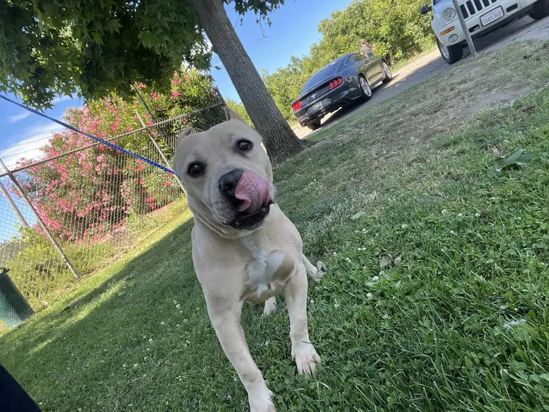 A senior medium-sized female Yellow / Tan / Blond / Fawn Pit Bull Terrier dog named Sylvia for adoption in Oakdale, CA