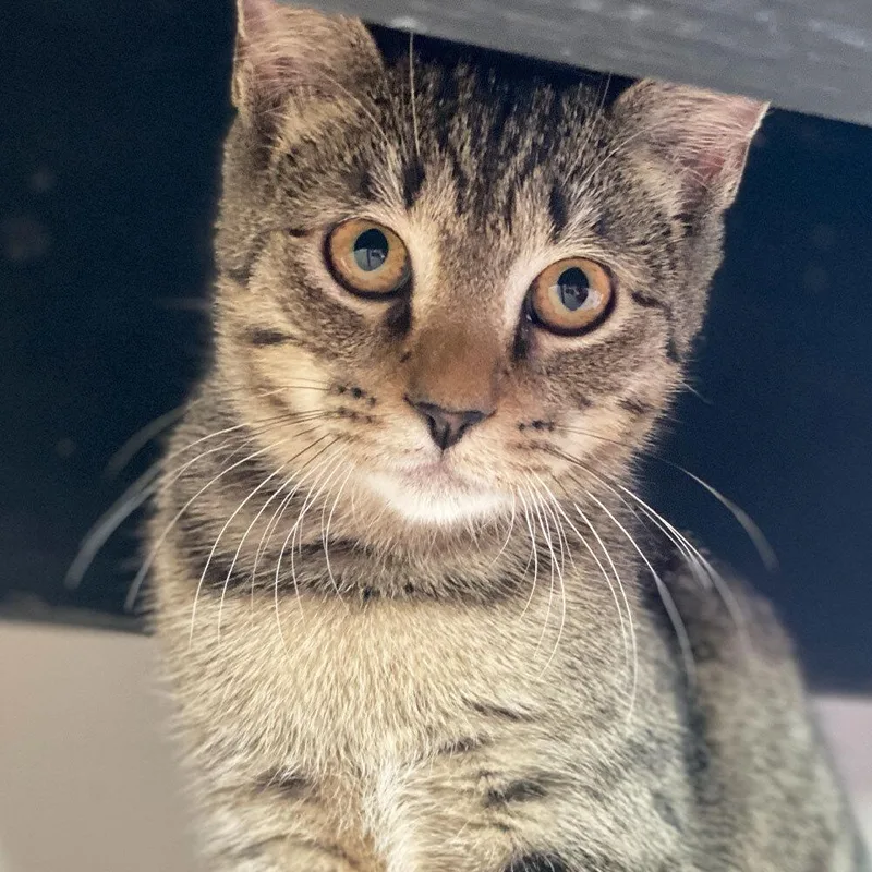 An adult small-sized female Domestic Short Hair cat named Masala for adoption in Port Washington, NY