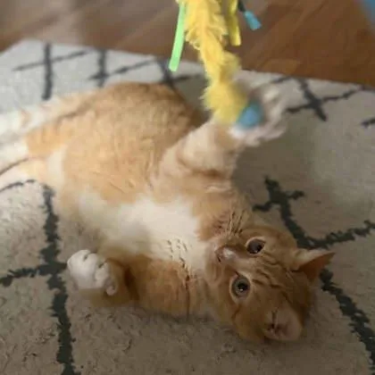An adult small-sized male Orange / Red Domestic Short Hair cat named Cinder for adoption in Atlanta, GA