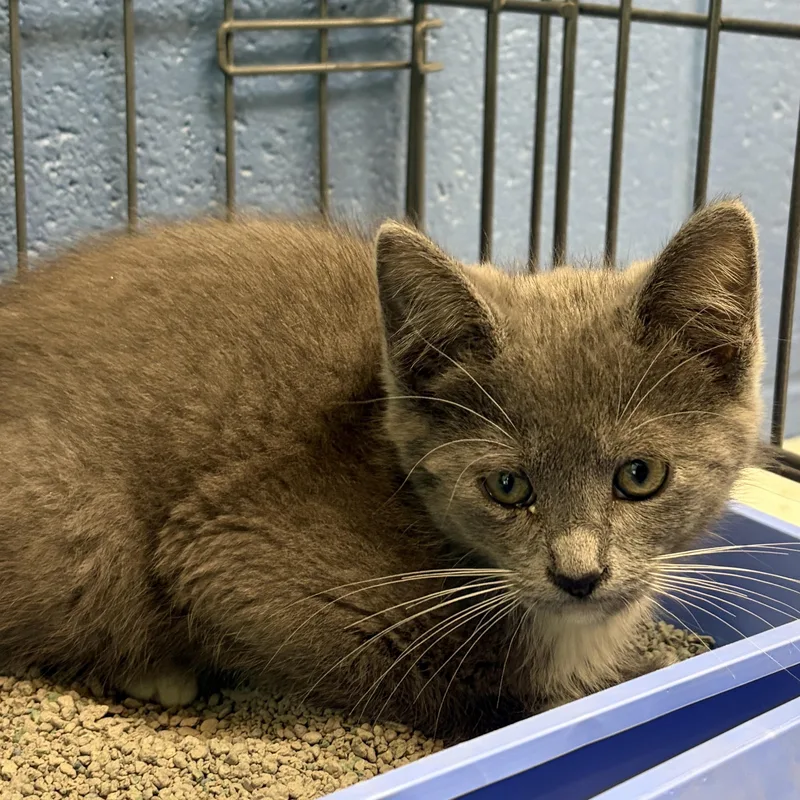 A baby medium-sized male Gray & White Domestic Short Hair cat named Blippi for adoption in Charleston, SC
