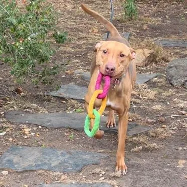An adult medium-sized female Yellow / Tan / Blond / Fawn Pit Bull Terrier dog named Mocha for adoption in Berkeley, CA