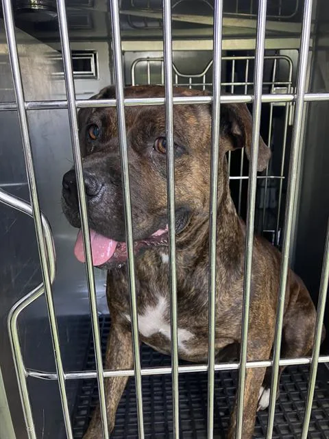 An adult medium-sized female Mixed Breed dog named Alexa for adoption in Dallas, TX