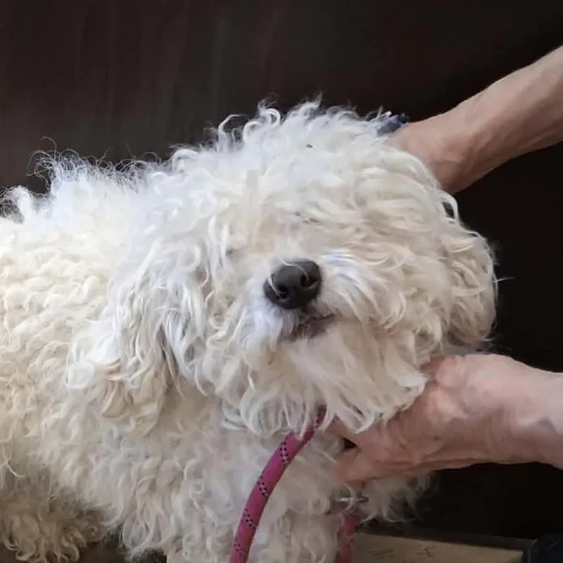 An adult small-sized female White / Cream Bichon Frise dog named Lacey for adoption in Huntsville, AL