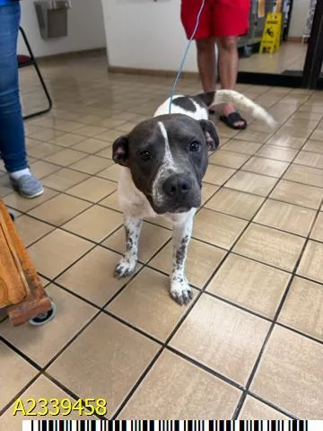 A young medium-sized female Mixed Breed dog named Poppi for adoption in West Palm Beach, FL