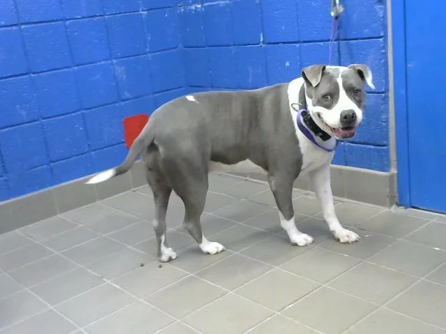 An adult large-sized female Pit Bull Terrier dog named Trixie for adoption in Albuquerque, NM