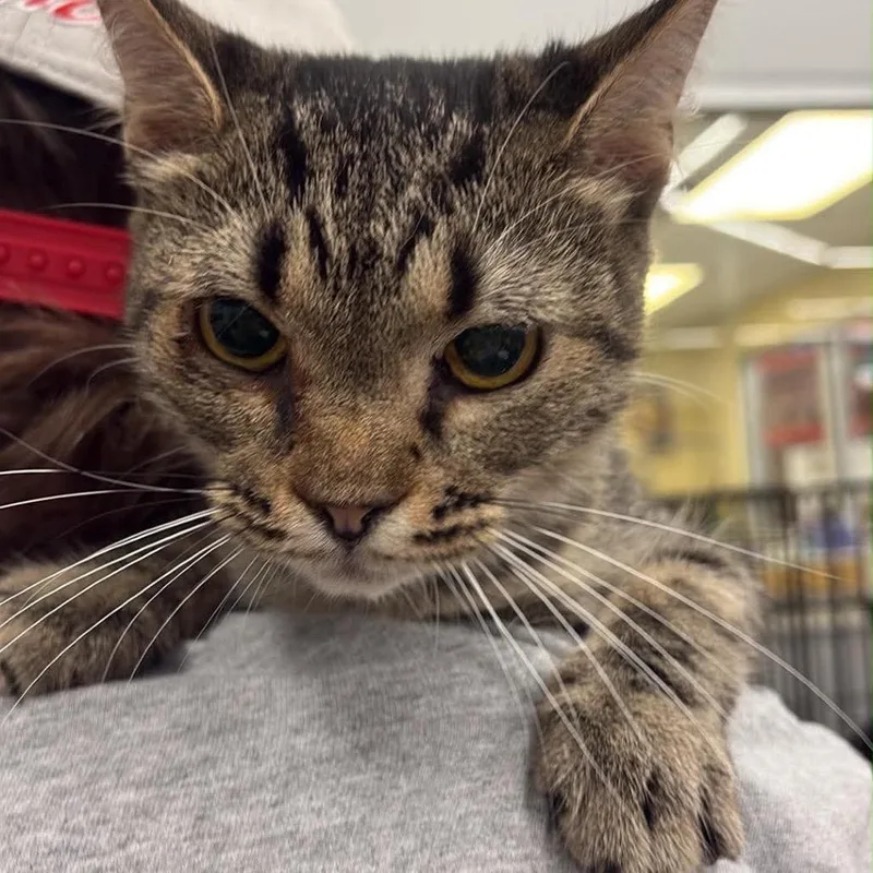 A baby small-sized female Brown / Chocolate Domestic Short Hair cat named Miss Josephine for adoption in Inwood, WV