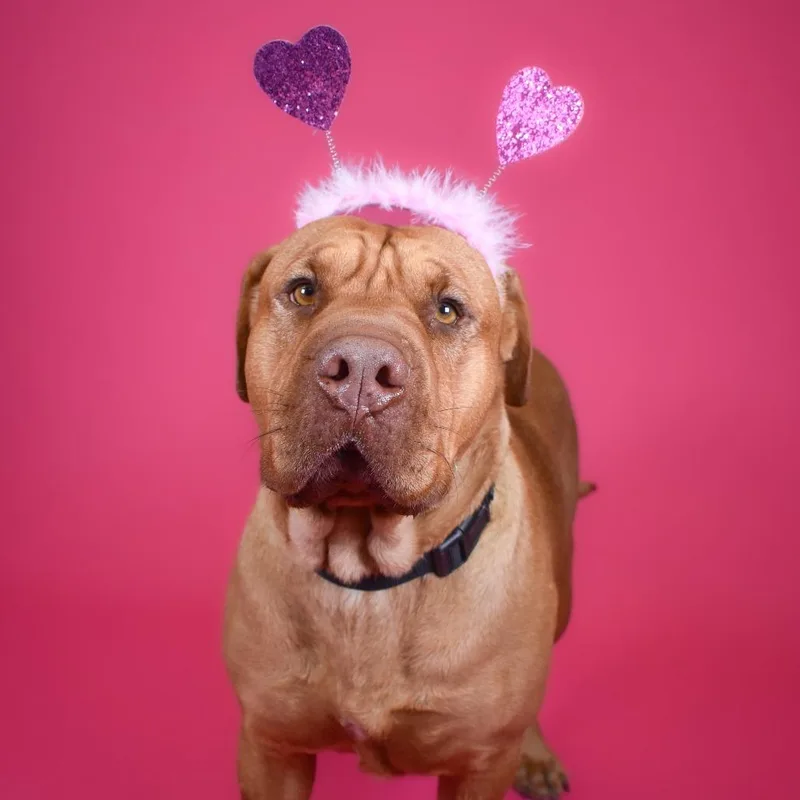 An adult large-sized female Red / Chestnut / Orange Shar-Pei dog named Ruby for adoption in West Palm Beach, FL