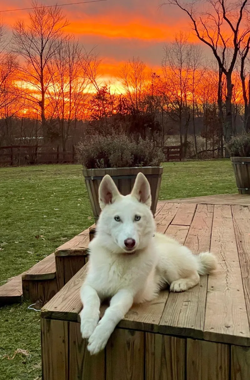 A young medium-sized female White / Cream German Shepherd Dog dog named Luna for adoption in Paw Paw, MI