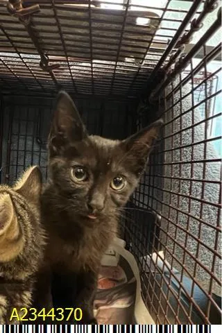 A baby small-sized female Domestic Short Hair cat named Ragatha for adoption in West Palm Beach, FL