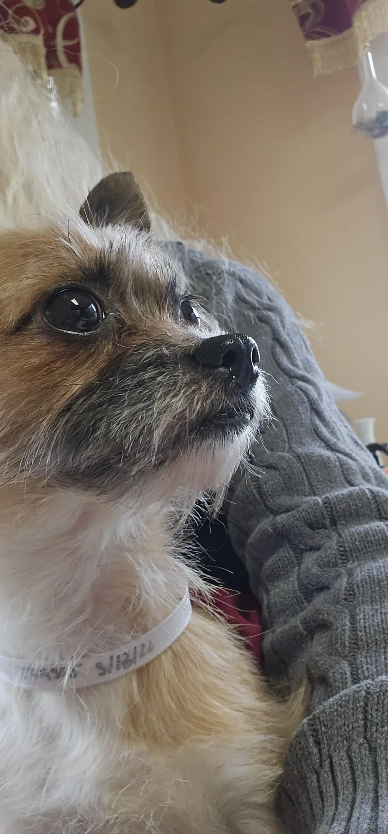 Little Scoop..aka Scout thumbnail 3