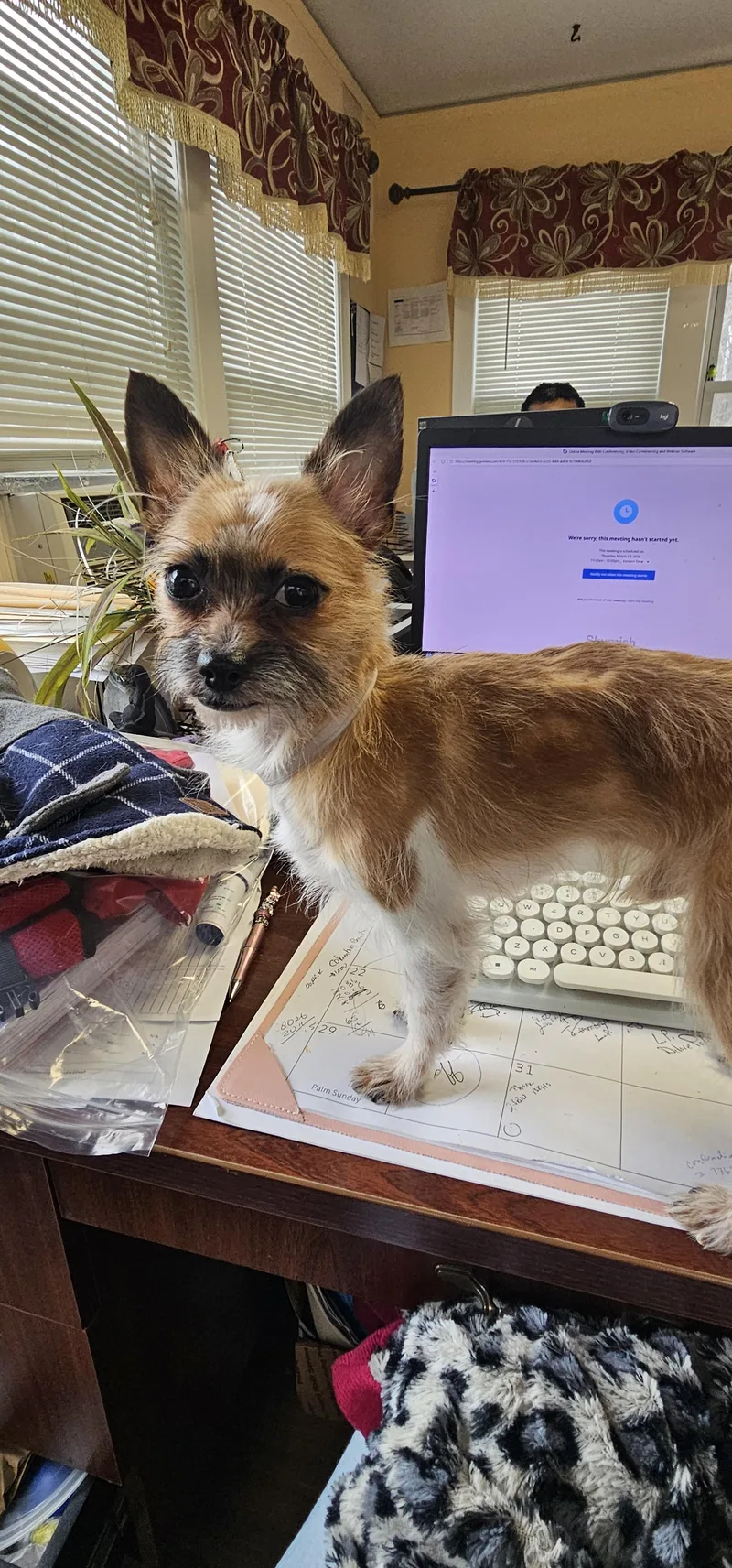 Little Scoop..aka Scout thumbnail 4