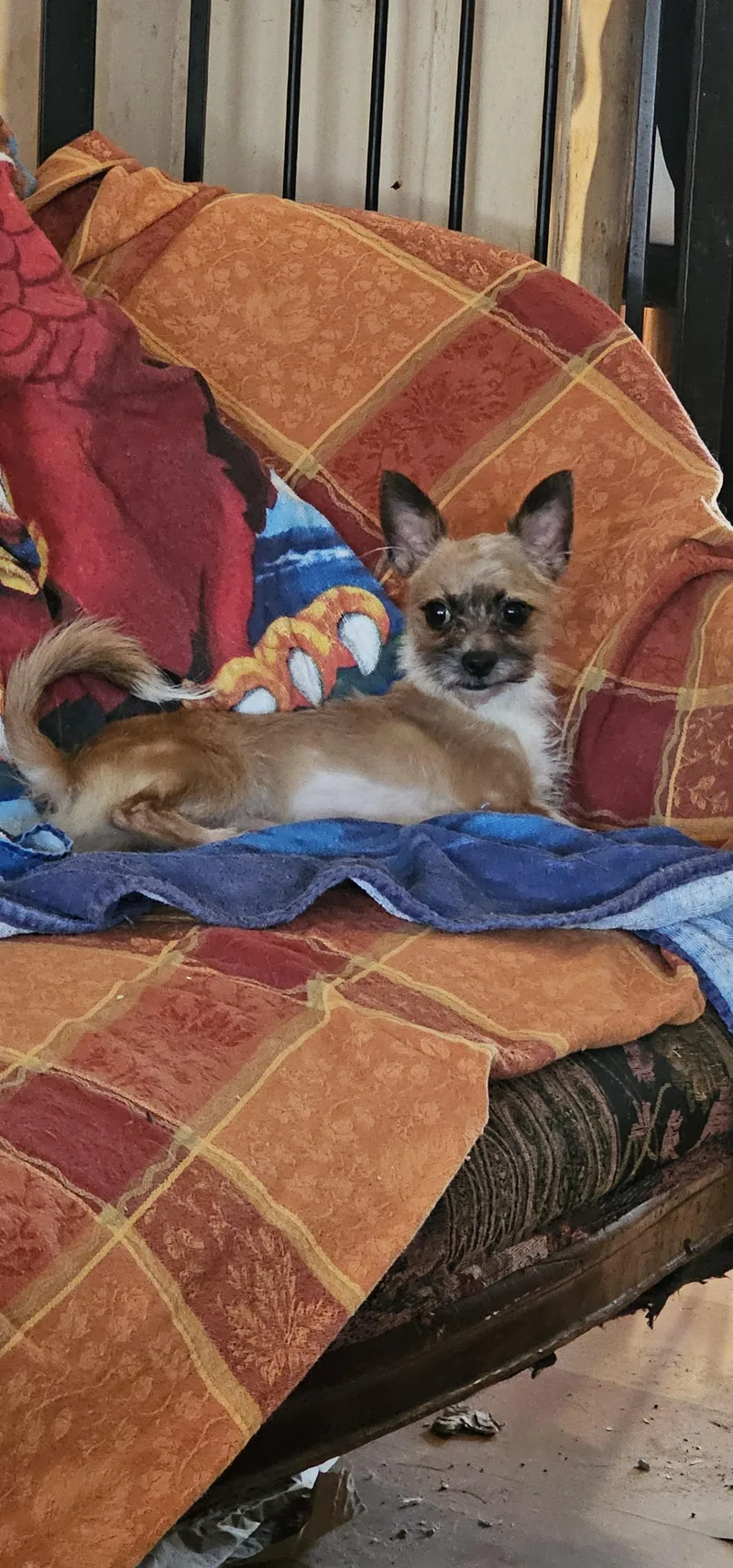 Little Scoop..aka Scout