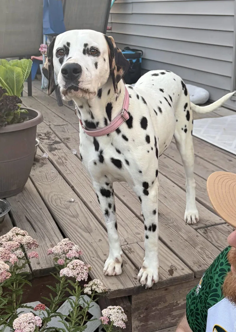 An adult medium-sized female Dalmatian dog named Dolly for adoption in Tonawanda, NY