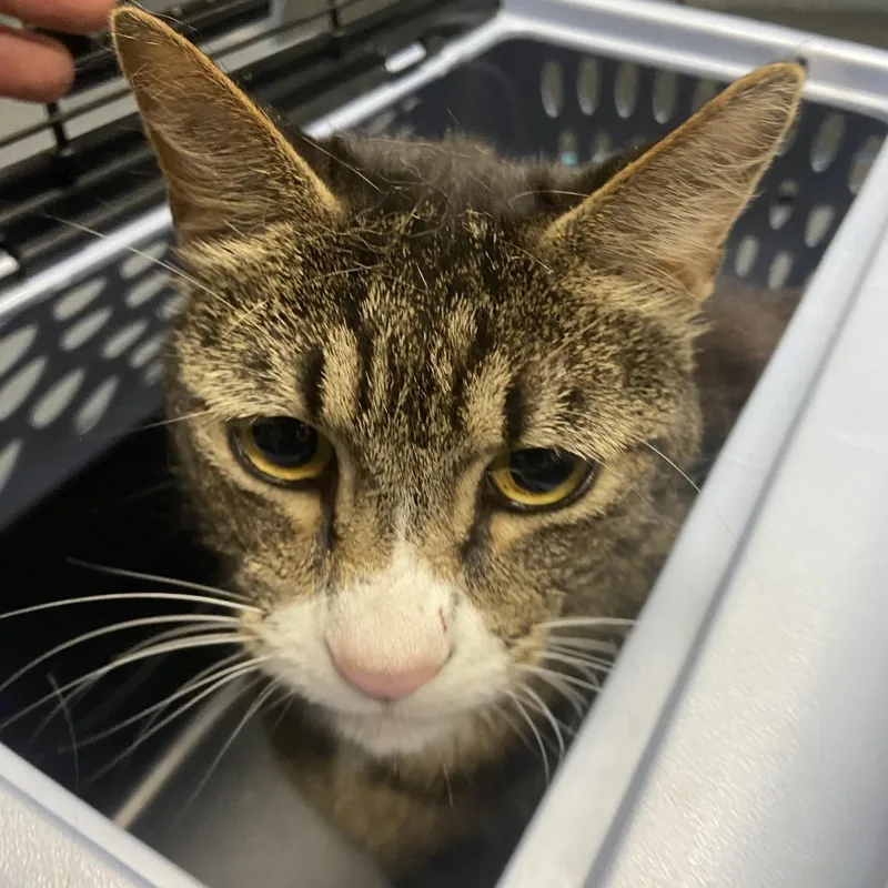 An adult medium-sized male Gray / Blue / Silver Domestic Short Hair cat named Walter Whiskeroni for adoption in Allentown, PA