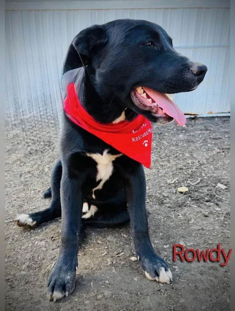 A young large-sized male Labrador Retriever dog named Rowdy for adoption in Tulsa, OK