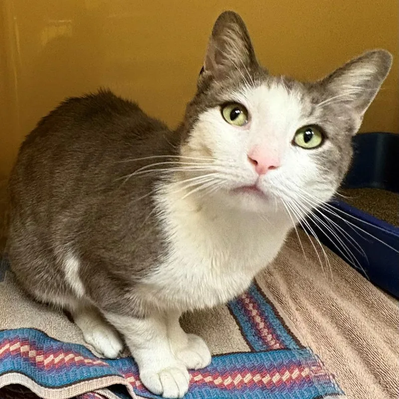 An adult large-sized male Gray / Blue / Silver Domestic Short Hair cat named Grayson for adoption in East Hanover, NJ