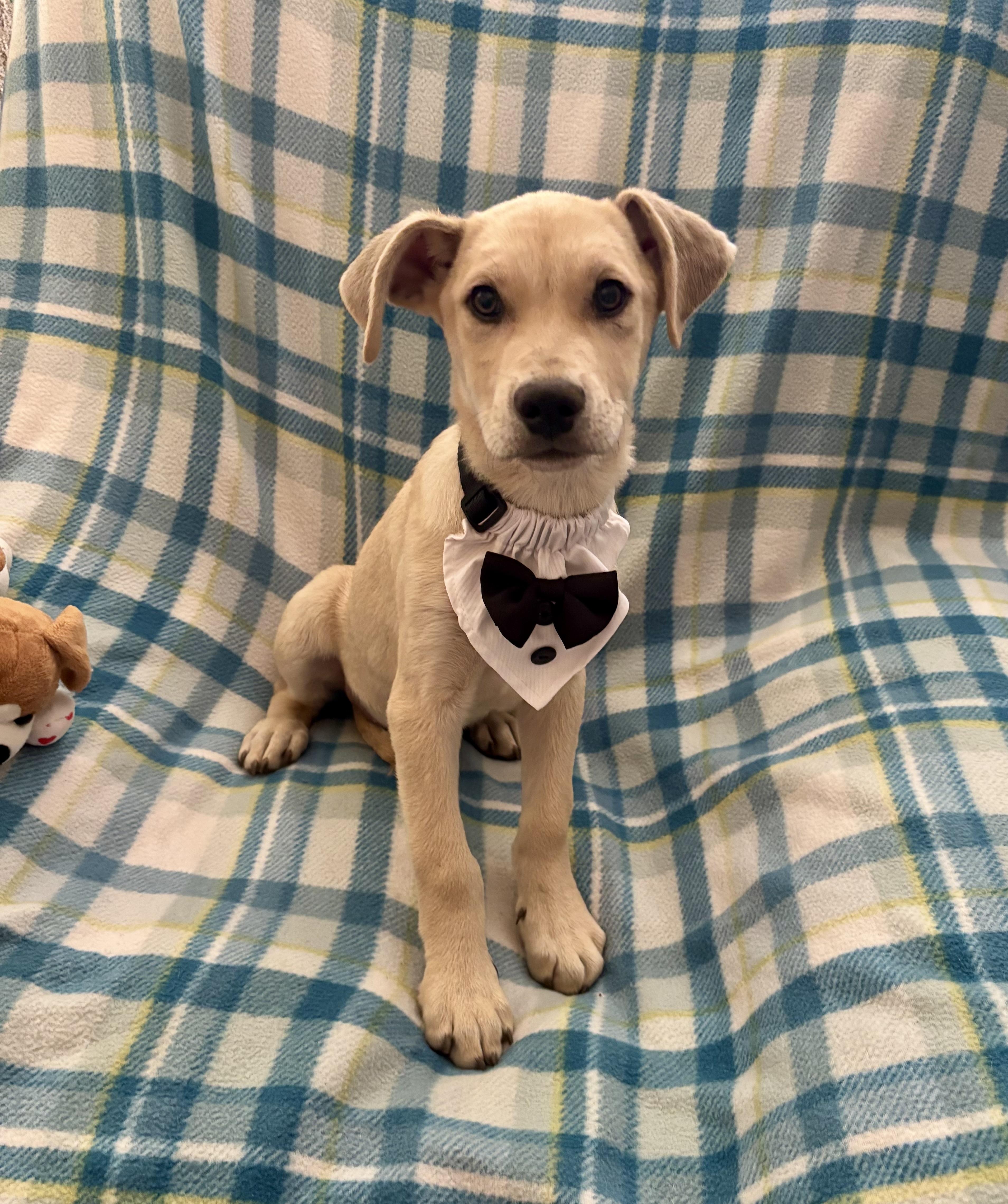A baby medium-sized male Apricot / Beige Labrador Retriever dog named Arthur for adoption in Corona, CA