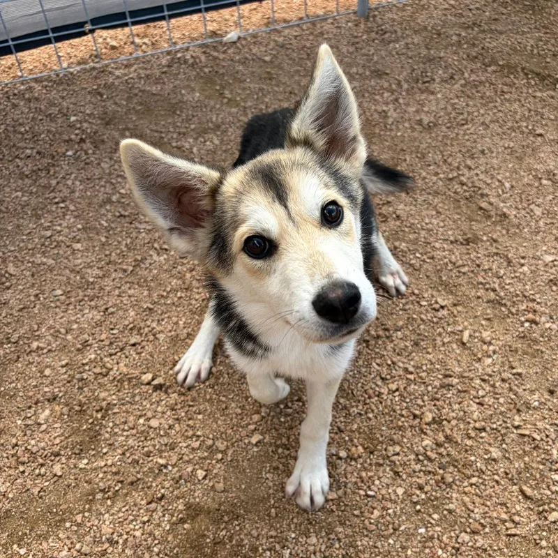 A baby medium-sized male Yellow / Tan / Blond / Fawn Husky dog named Summit Kcac . for adoption in Kerrville, TX