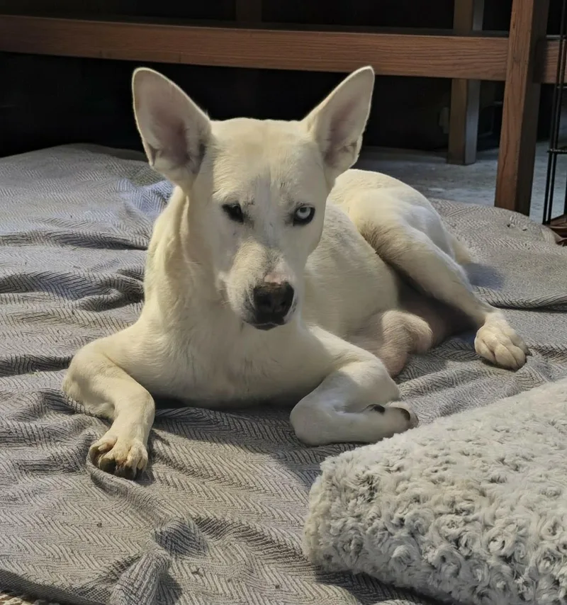An adult medium-sized female White / Cream Husky dog named Charlotte for adoption in Commerce City, CO