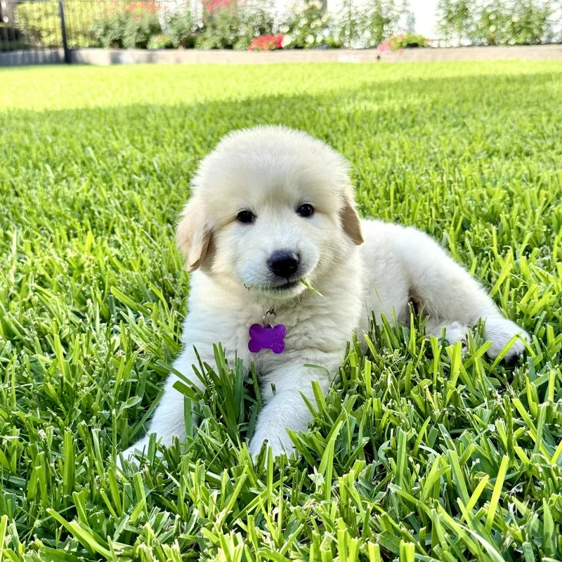 A baby small-sized female White / Cream Great Pyrenees dog named Otoro for adoption in Houston, TX