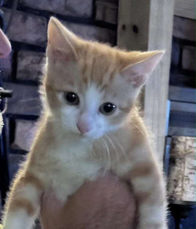 A baby medium-sized male Tabby cat named Axel for adoption in Pineville, LA