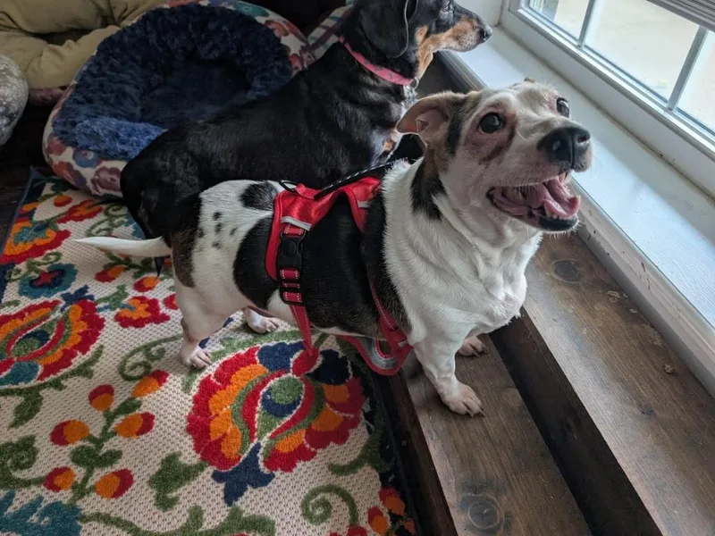 A senior medium-sized female Dachshund dog named Panda for adoption in Bryan, TX