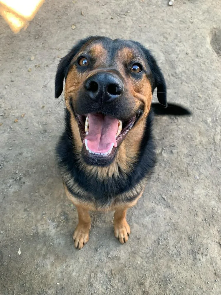 An adult large-sized male Tricolor (Brown, Black, & White) Rottweiler dog named Roscoe for adoption in Canyon Country, CA