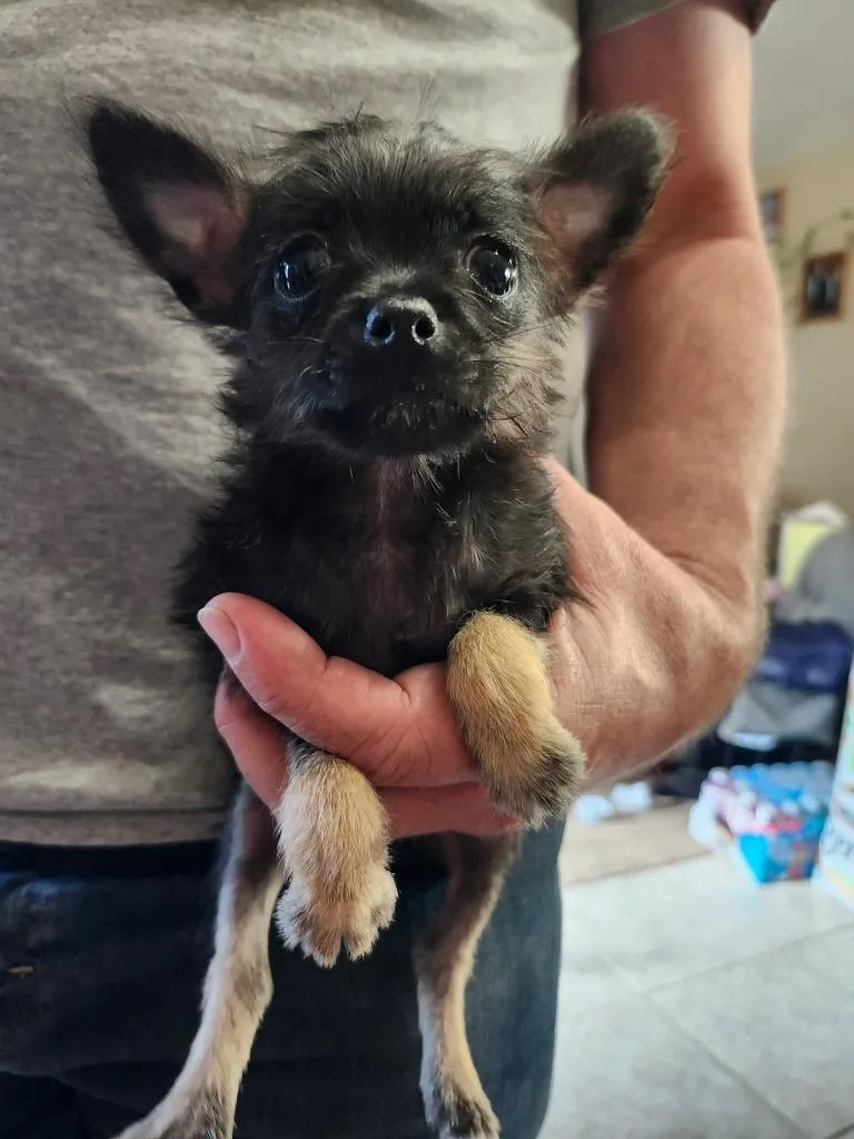 A baby small-sized male Chihuahua dog named Alvin for adoption in Mesa, AZ