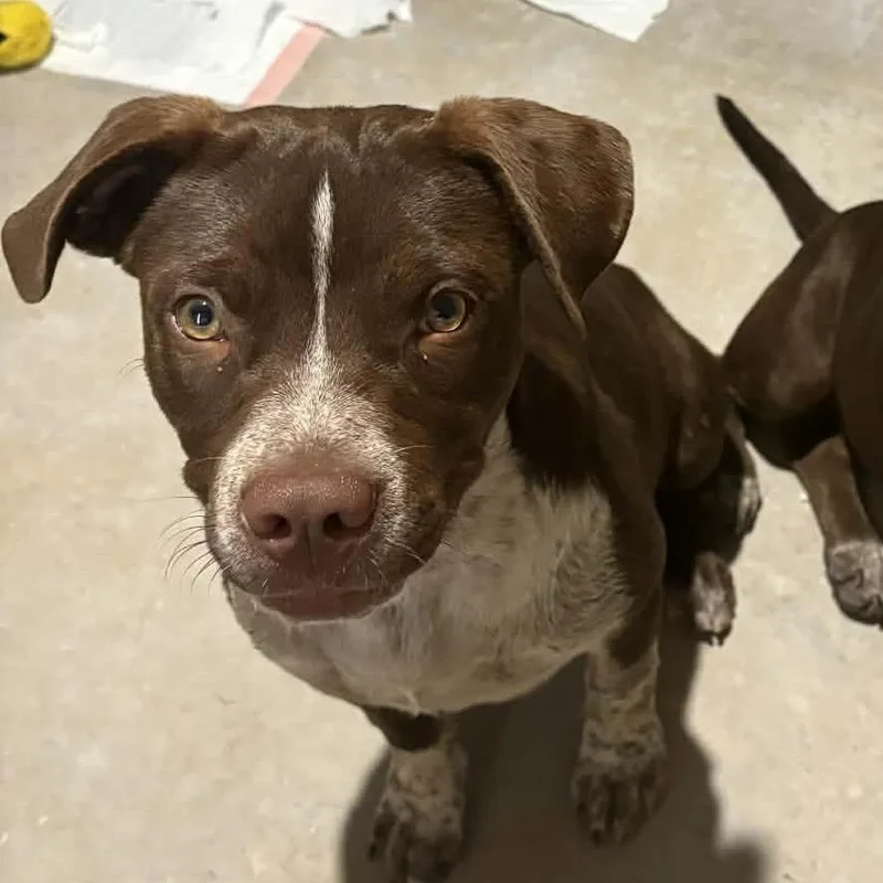 A young medium-sized male Brown / Chocolate American Staffordshire Terrier dog named Mojo for adoption in San Antonio, TX