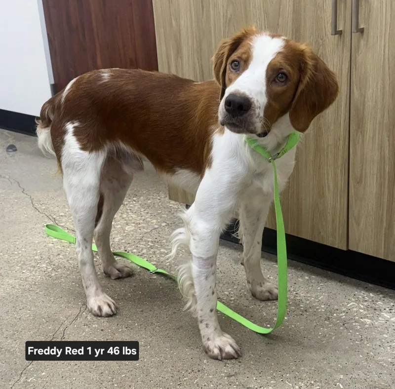 A young medium-sized male Brittany Spaniel dog named TXFreddy Red for adoption in Baldwinsville, NY