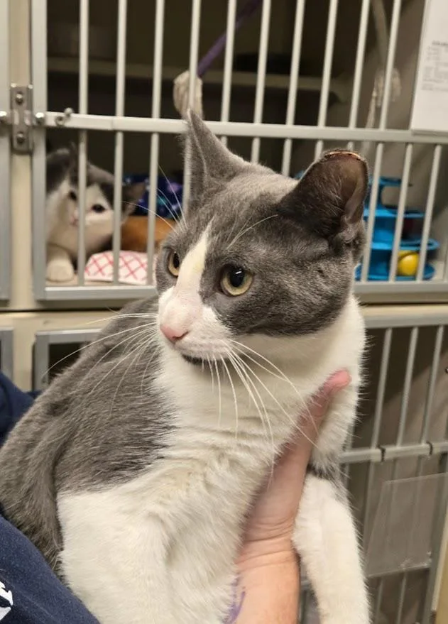 A young medium-sized male Gray & White Domestic Short Hair cat named Martini for adoption in New Rochelle, NY