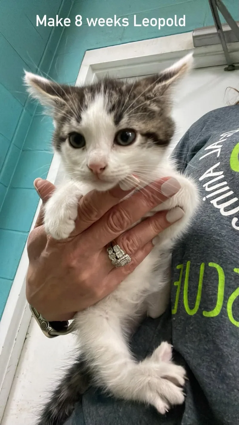 A baby medium-sized male Black Domestic Medium Hair cat named Leopold for adoption in Fort Payne, AL