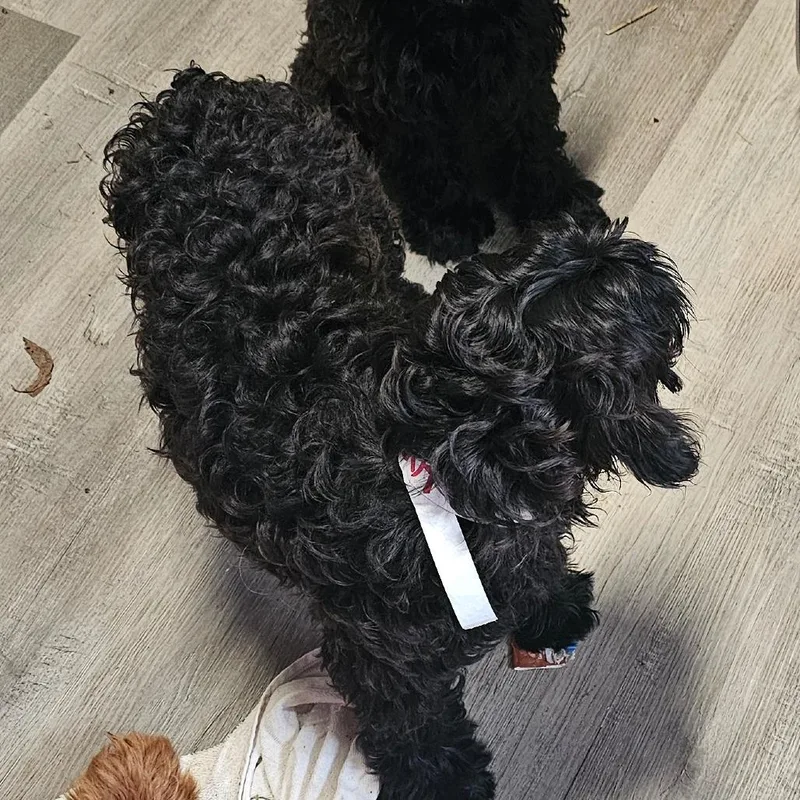 A young small-sized male Black Miniature Poodle dog named Grant for adoption in mount vernon, AR