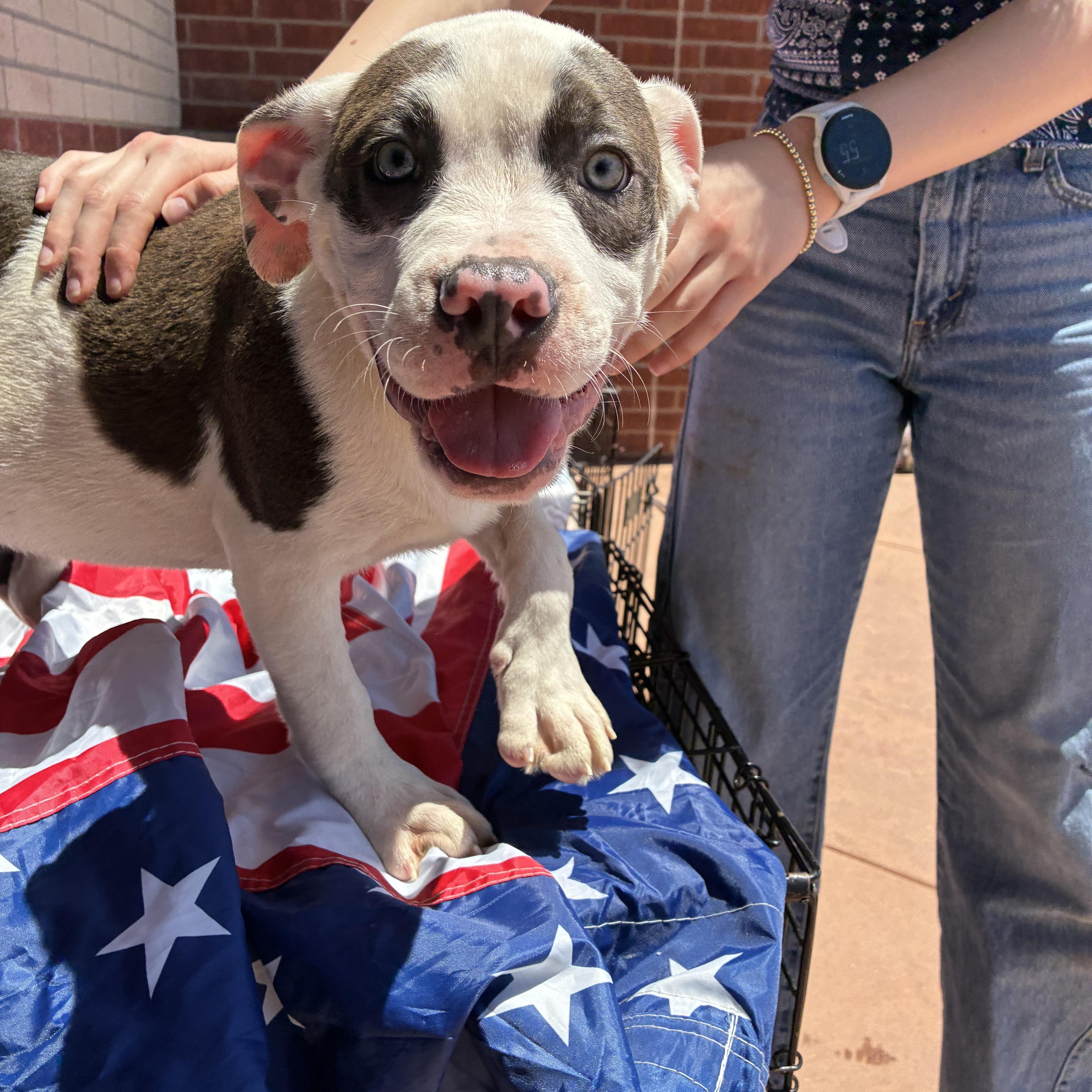 A young large-sized male American Bully dog named Billy & Bob for adoption in Plano, TX