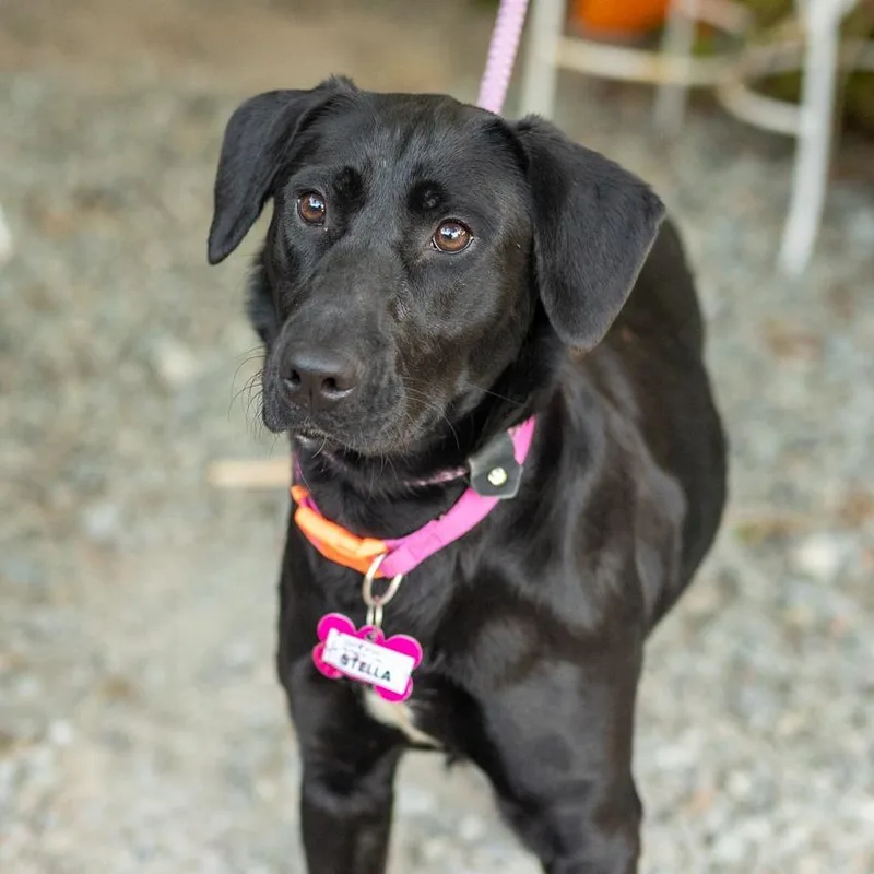 A young medium-sized female Black Labrador Retriever dog named Stella for adoption in Wake Forest, NC