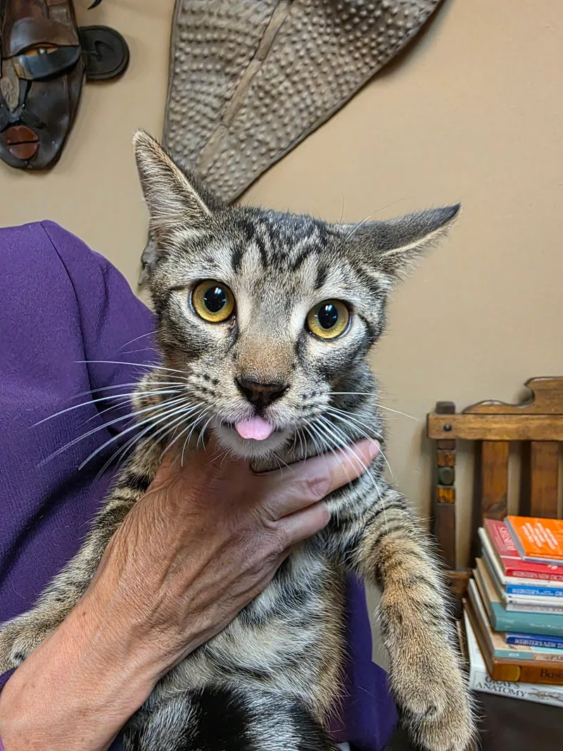 Cassidy  All Tabby thumbnail 2